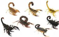 Скорпион насекомое Скорпион описание животного для детей